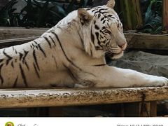 -麒麟中餐厅·经典粤菜·地道菜式老字号(广州长隆酒店)