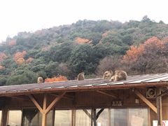 -岚山猴子公园
