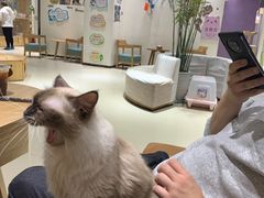 -藏猫猫咖啡主题馆(中央大道店)