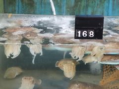 -蓝湾碧波·老字号·疍家非遗海上餐厅