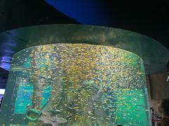 -合肥海洋世界