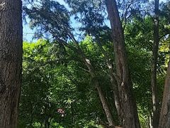 -马奴干岛