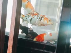 -鸭味飞飞