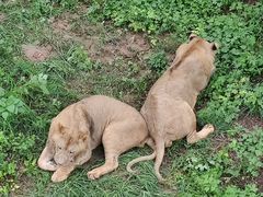 -石家庄市动物园