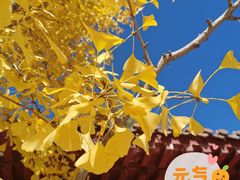 -元大都城垣遗址公园