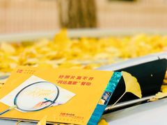 -三里屯东五街银杏大道