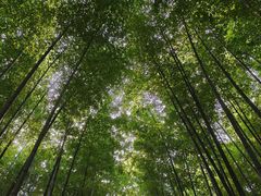 -树山生态村