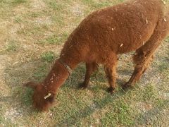 -红栌温泉山庄生态美食餐厅