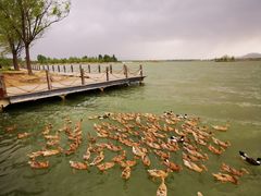 -野鸭湖国家湿地公园