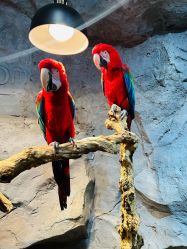 -Zoolung Zoolung动物主题公园(海信广场店)