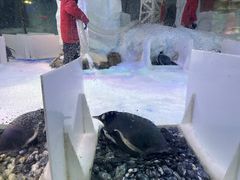 -芜湖新华联大白鲸海洋公园