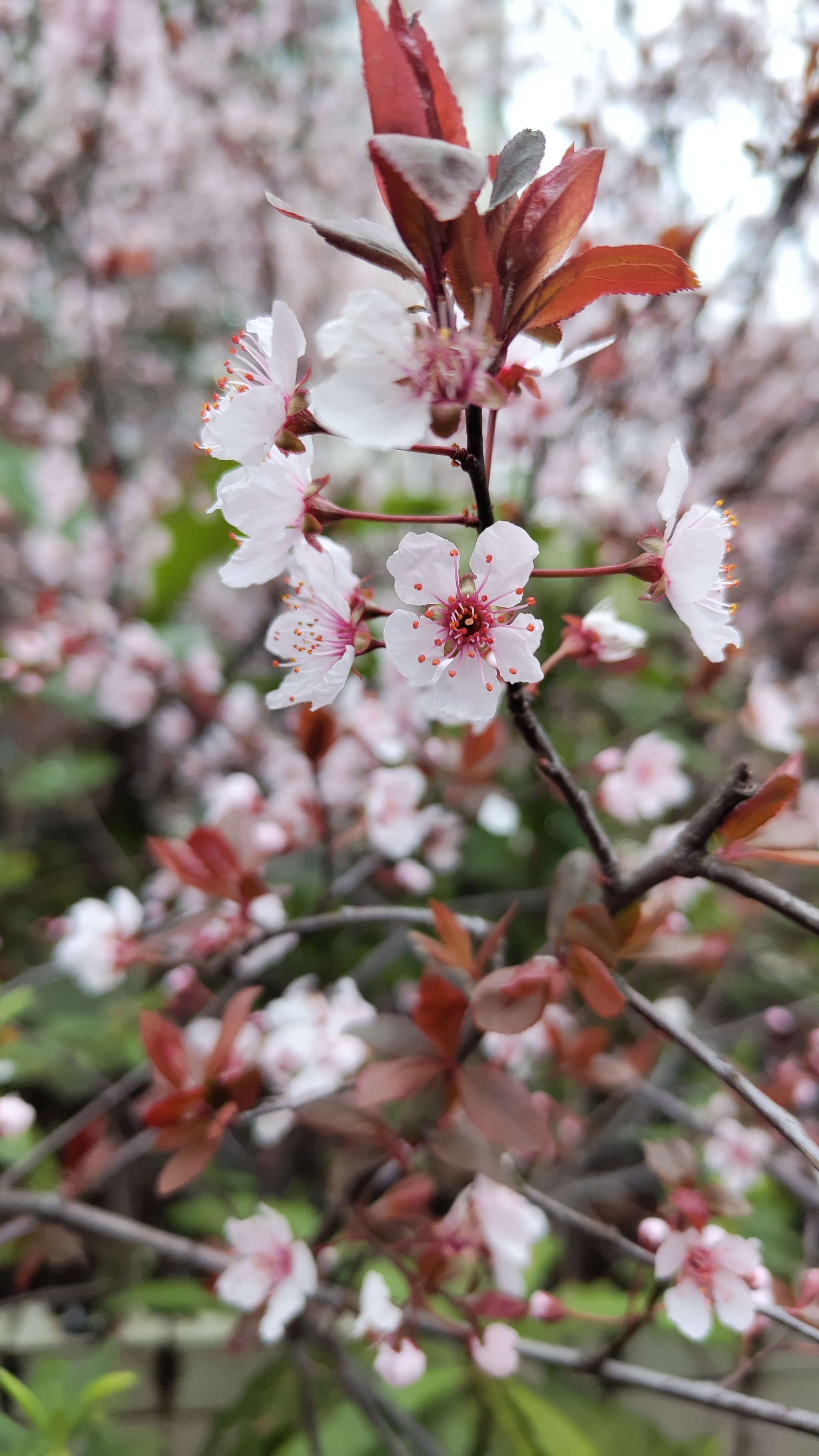 桃花是什么季节开放的