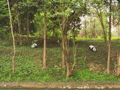 -桤木河湿地公园