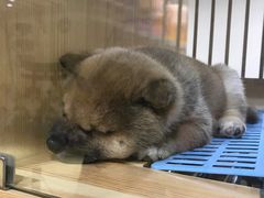 -韩盛·古法烤肉店(皇城恒隆广场店)