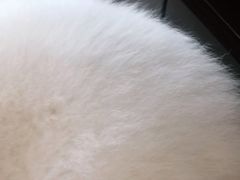 -创凡宠物医院·骨专科  猫科中心(西乡分院)
