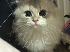 -三花喵·撸猫购宠·宠物生活馆(虹桥南丰城店)