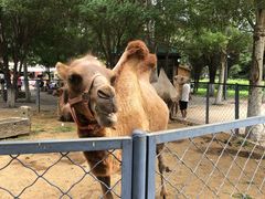 -长白岛森林公园