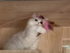 -momokira米努特·德文卷毛猫·棉花面纱犬