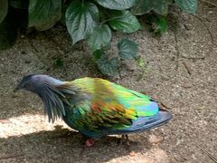 -新加坡飞禽公园