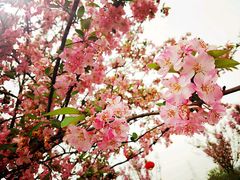 -紫颐香薰山谷景区