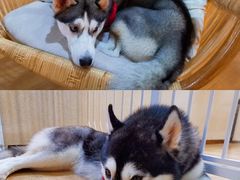 -Husky Go! 哈士奇体验馆·宠物咖啡厅狗咖