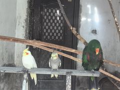 -青藏高原野生动物园
