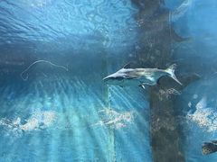 -苏州海洋馆