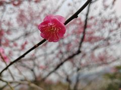 -香雪海