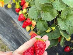 -神光山国家森林公园