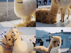 -Blue Concept Cafe&Farm·關於藍