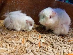 点击看大图 -酷嗒动物文化乐园(cutezoo西溪乐天城店)