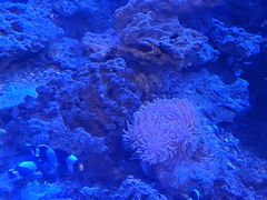 -芜湖新华联大白鲸海洋公园