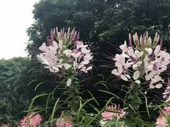 -松山湖梦幻百花洲