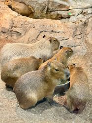 -Zoolung Zoolung动物主题公园(海信广场店)