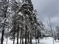 -武陵山森林公园