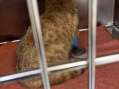 -艾贝尔宠物医院·24H转诊中心·肿瘤猫专科(江宁双龙店)