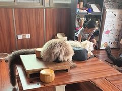 -楼上猫咖(罗湖店)