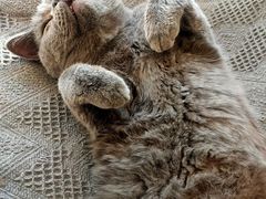 -平行世界·猫咖(首经贸店)
