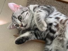 -lincat·猫舍(广州店)