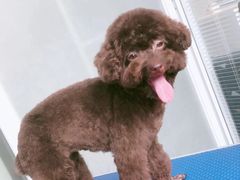 -福懋动物医院·犬猫全科·外科·重症科(杏林分院)