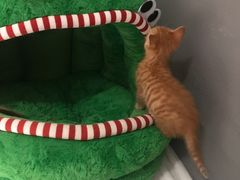 -安安宠医宠物医院·异宠·犬猫内科(岳阳分院)