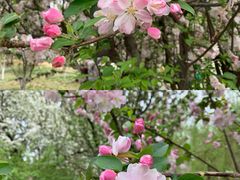 -海棠花溪(元大都城垣遗址公园)