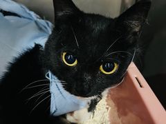 -米苏动物医院·犬猫专科·骨科外科内窥镜