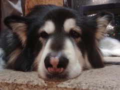 -more than meow吴止猫主题餐厅(承德 中船汇店)