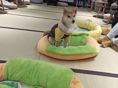 -逗柴咖啡屋·狗咖猫咖宠物桌游