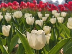 -无锡梅园公园