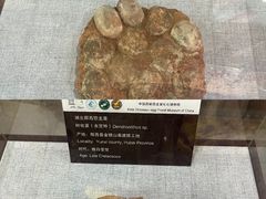 -中国西峡恐龙遗迹园