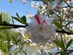 -南汇桃花村