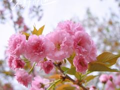 -顾村公园