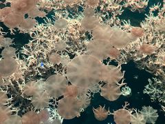 -珠海长隆海洋王国